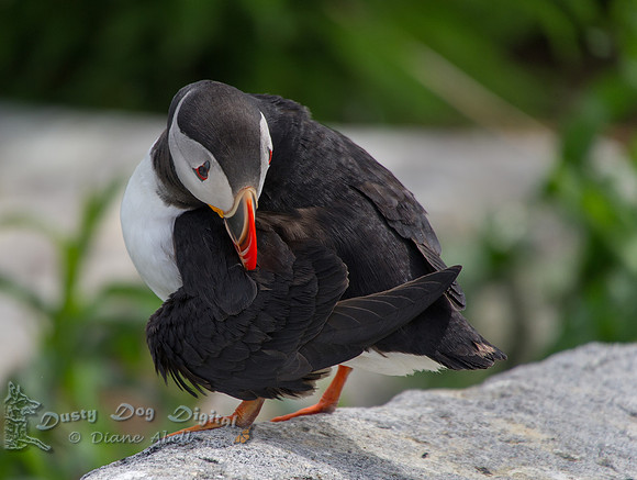 Preening Puffin