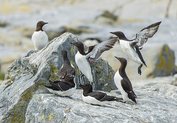 Murres and Razorbills