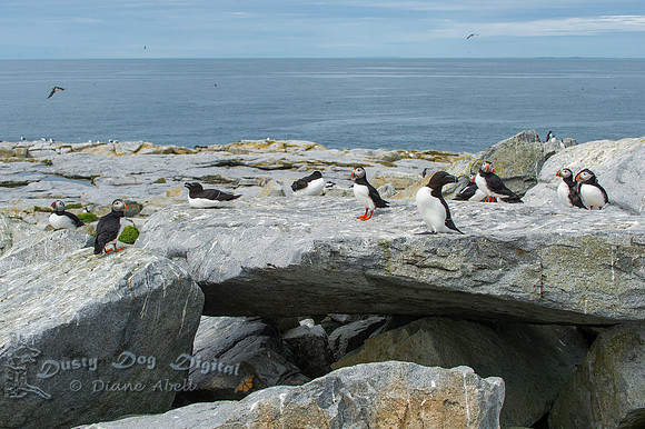 Puffins & Razorbills on a Rock Arch, Mathias Seal Island