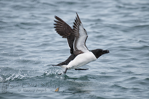 Razor Bill Take Off