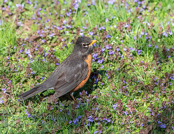 American Robin, Backyard, Vermont
