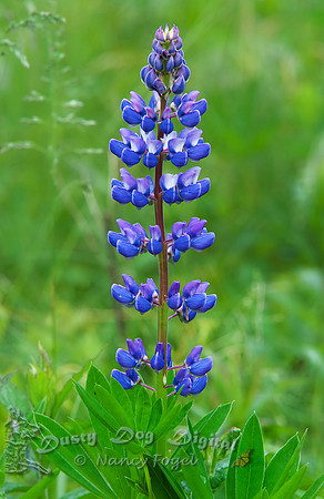 Lupine