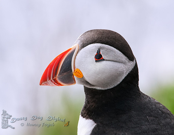Puffin Portrait