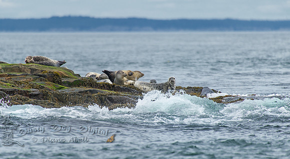 Seals on Gull Island