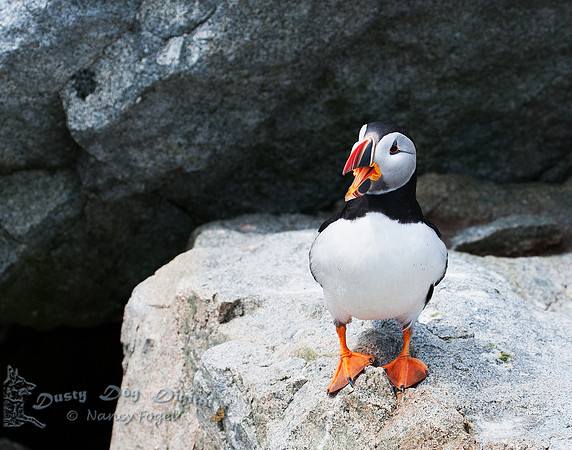 Talking Puffin