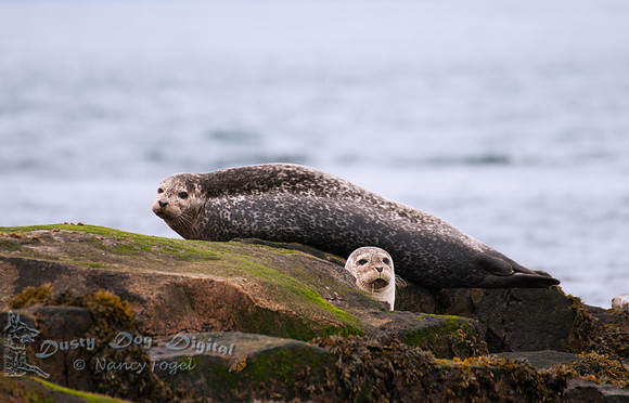 Harbor Seals