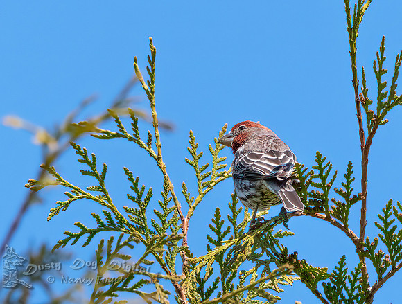 House Finch, backyard, Vermont