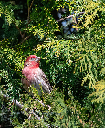 House Finch, backyard, Vermont