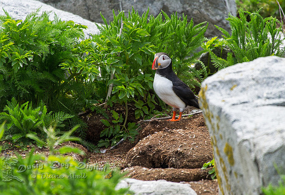 Puffin in the Weeds
