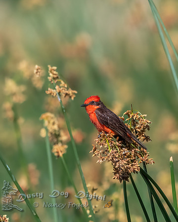 Vermilion Flycatcher