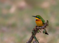 Little Bee-eater