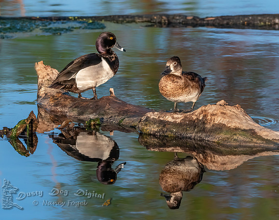 Ring-necked Duck Pair