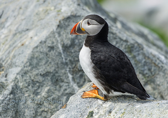 Atlantic Puffin