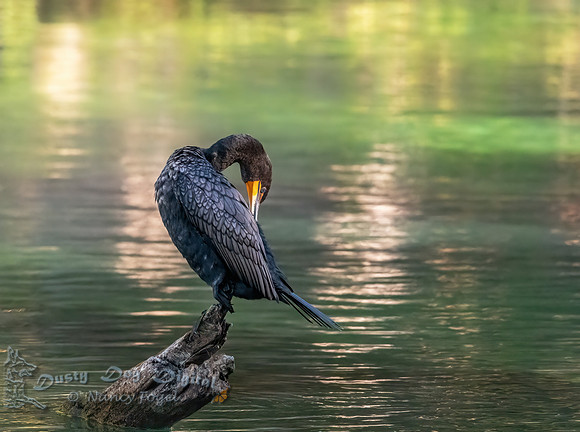 Cormorant Preening