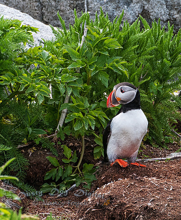 Puffin in the Brush