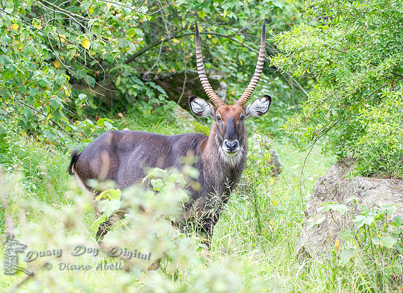 Waterbuck