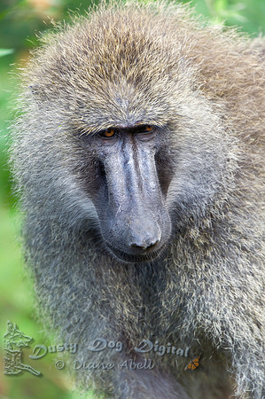 Baboon Portrait