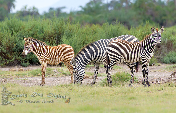 A Zebra and her Two Babies