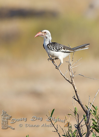 Red-billed Hornbill