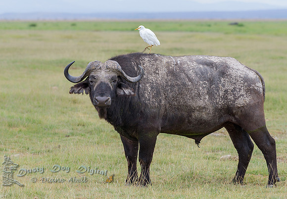 Cape Buffalo and Cattle Egret