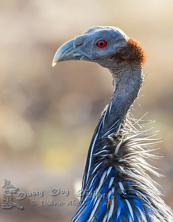 Vulturine Guineafowl Portrait