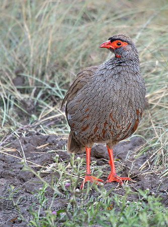 Red-necked Spurfowl