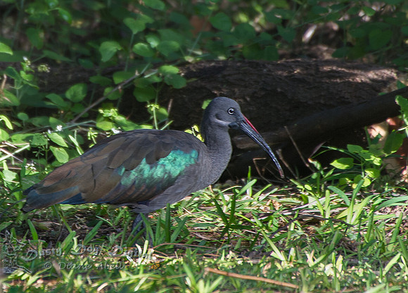 Hadada Ibis