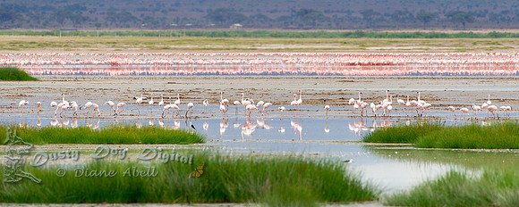 Flamingos By the Thousands