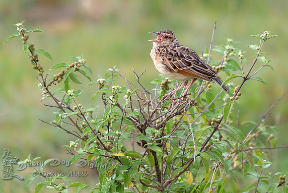 Stout Cisticola