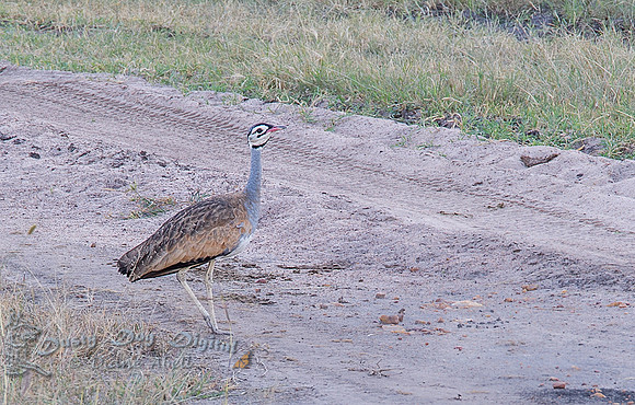 White-bellied Bustard