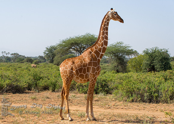 Reticulated Giraffe, pregnant female