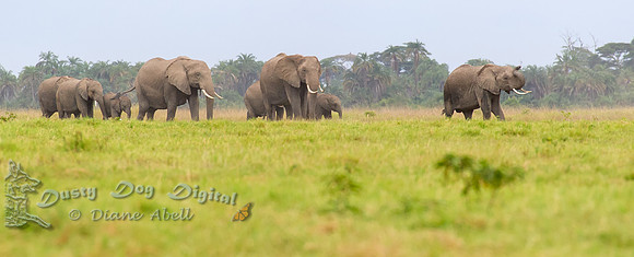 Elephant Procession