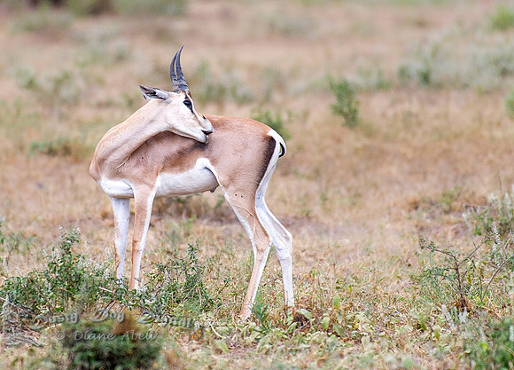 Thompson's Gazelle