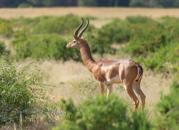 Gerenuk