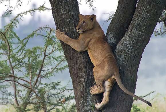 Lion Cub Playing in a Tree