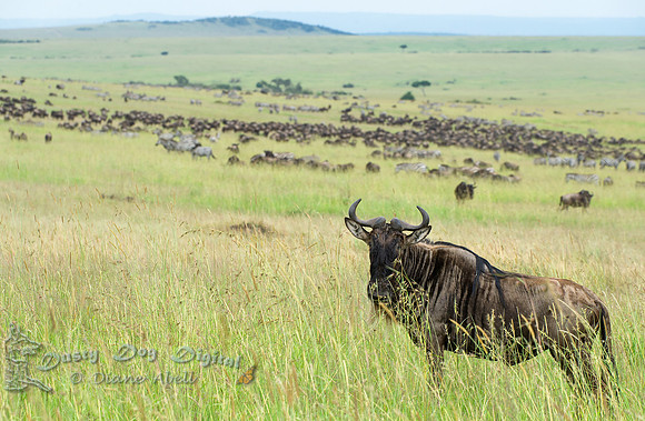 Wildebeast Standing Guard