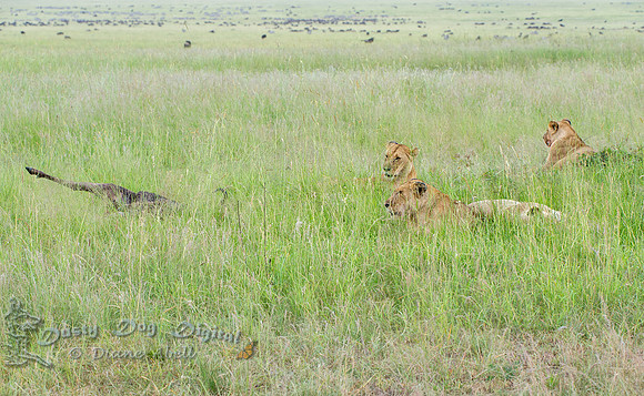 Sated Lions