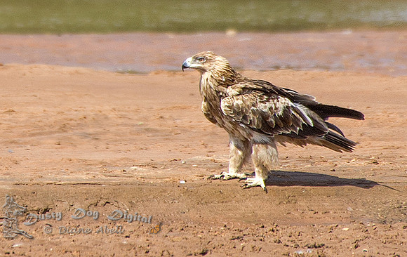 Tawny Eagle