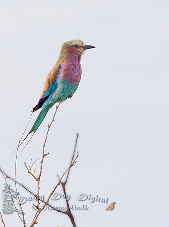 Lilac-breasted Roller