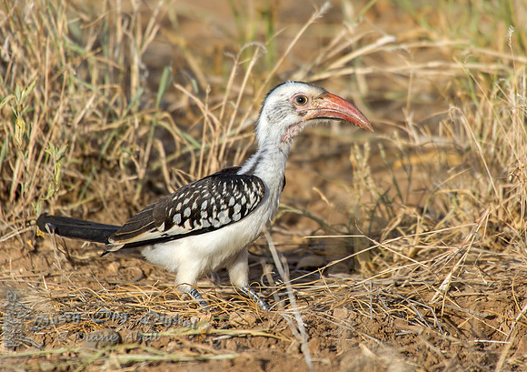 Red-billed Hornbill