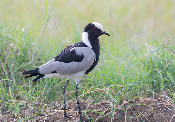 Blacksmith Plover