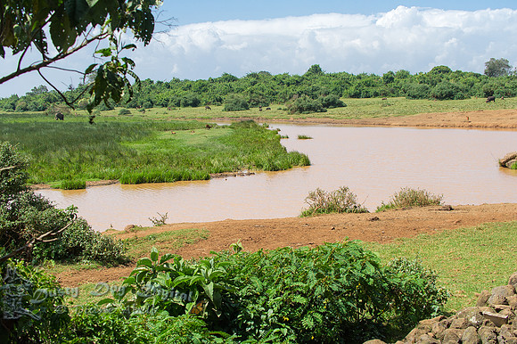 Watering Hole at the Ark