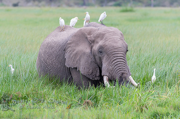 Bull Elephant in the Marsh