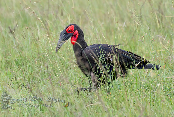 Ground Hornbill