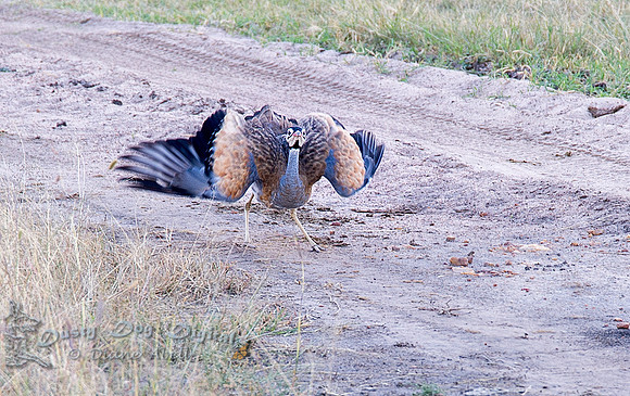 White-bellied Bustard Display