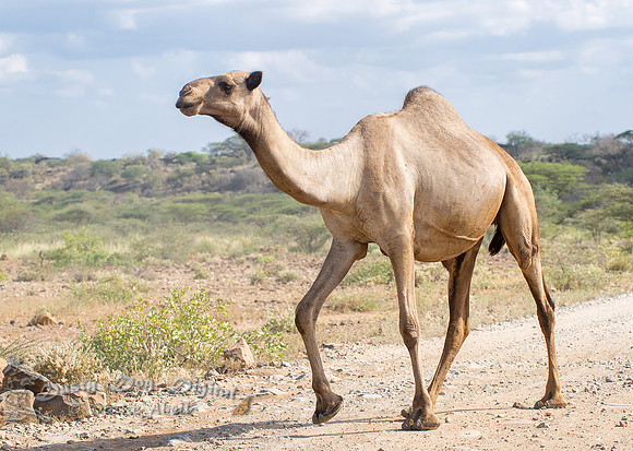 Camel