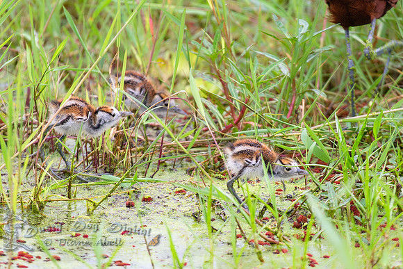 African Jacana Chicks Chasing Mom