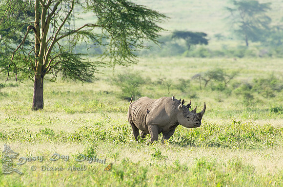 Black Rhinoceros