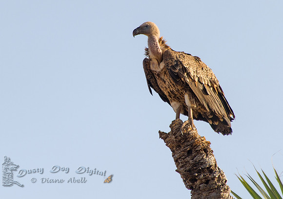 African White-backed Vulture