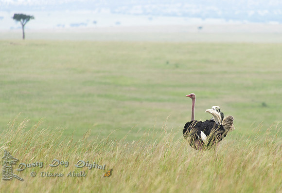 Maasai Mara Ostrich